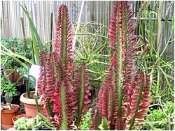 Euphorbia trigona 