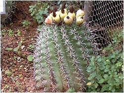 Ferocactus herrerae