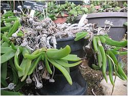 Glottiphyllum platycarpum