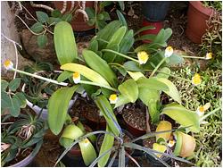 Haemanthus albiflos