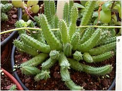 Huernia aspera