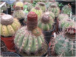 Melocactus sp.