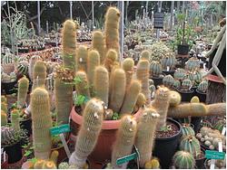 Notocactus leninghausii