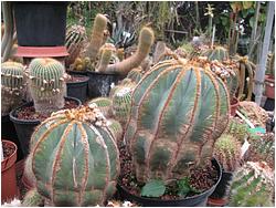 Notocactus magnificus