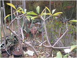 Plumeria rubra