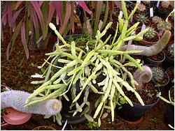 Rhipsalis rauhiorum