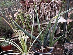 Sansevieria robusta