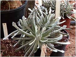 Senecio scaposus v. addoensis