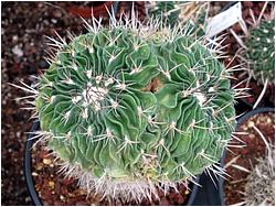 Stenocactus