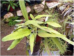 Wittiocactus amazonicus