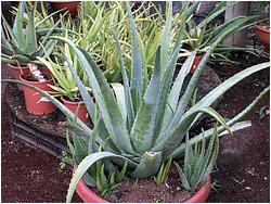 Aloe vera (barbadensis)