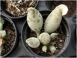 Adromischus festivus