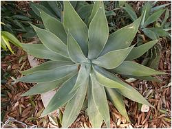 Agave attenuata