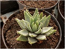 Aloe brevifolia (prolifera)