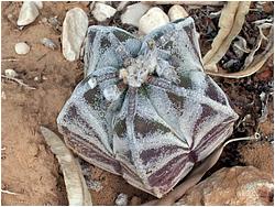 Astrophytum myriostigma