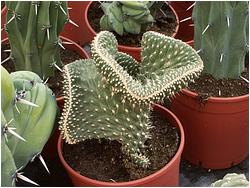 Austrocylindropuntia