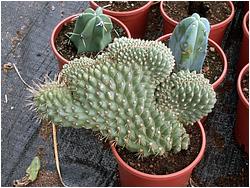 Austrocylindropuntia pachypus f. cristata