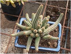 Hamaecereus silvestrii