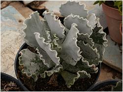 Cotyledon undulata 