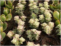 Crassula perforata f. variegata