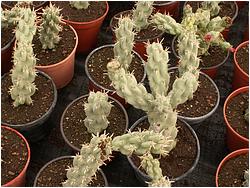 Cylindropuntia cholla