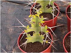 Euphorbia grandicornis