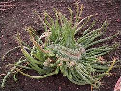 Euphorbia pugniformis f. cristata-head