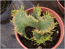 Euphorbia subulata f. cristata