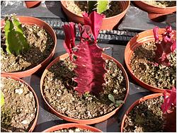 Euphorbia trigona v. rubra