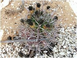 Ferocactus horidus