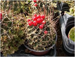 Hamatocactus setispinus