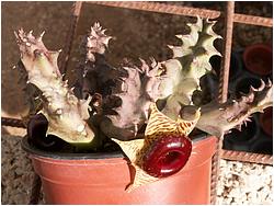 Huernia zebrina