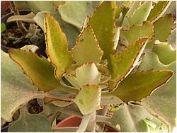 Kalanchoe beharensis v. aureo aeneus