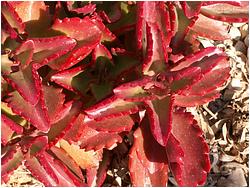 Kalanchoe brachyloba 