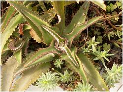 Kalanchoe daigremontiana