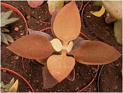 Kalanchoe orgyalis