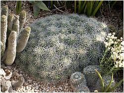 Mammillaria compressa