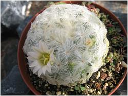 Mammillaria plumosa