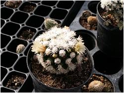 Mammillaria regina