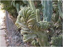 Myrtillocactus geometrizans f. cristata