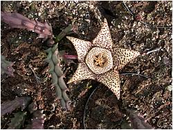 Orbea variegata (Stapelia variegata)