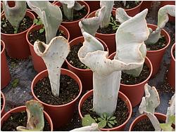 Pedilanthus macrocarpus f. cristata
