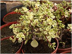 Portulacaria afra f. marginata