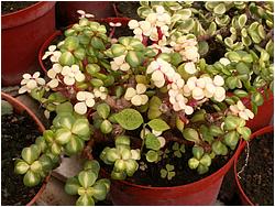 Portulacaria afra f. variegata