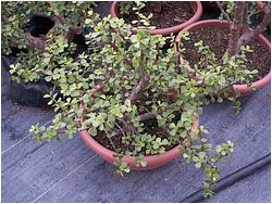 Portulacaria