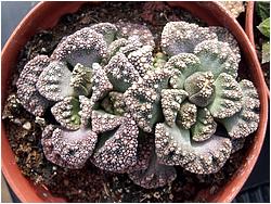 Titanopsis