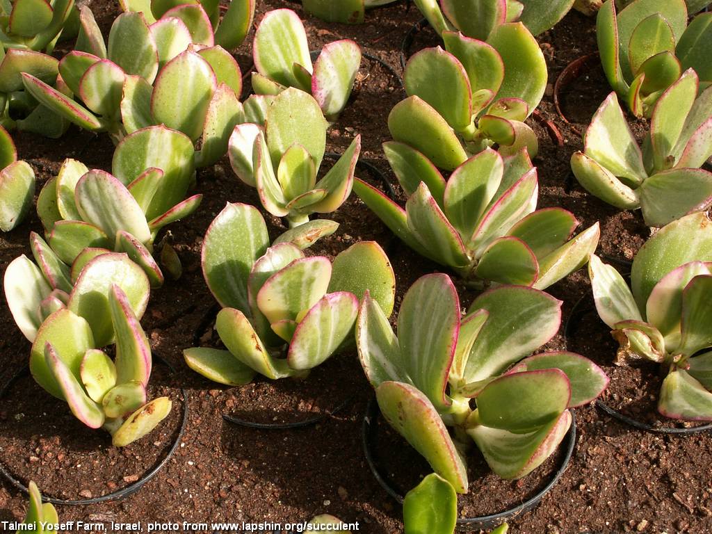 Помогите опознать Crassula-argentea-variegata2-Israel-Talmey-Yosef-2008