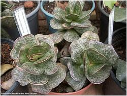 Adromischus maculatus 