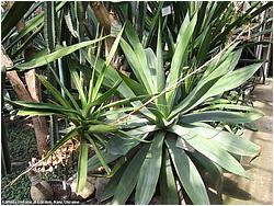 Agave polyacantha 