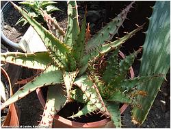 Aloe broomii